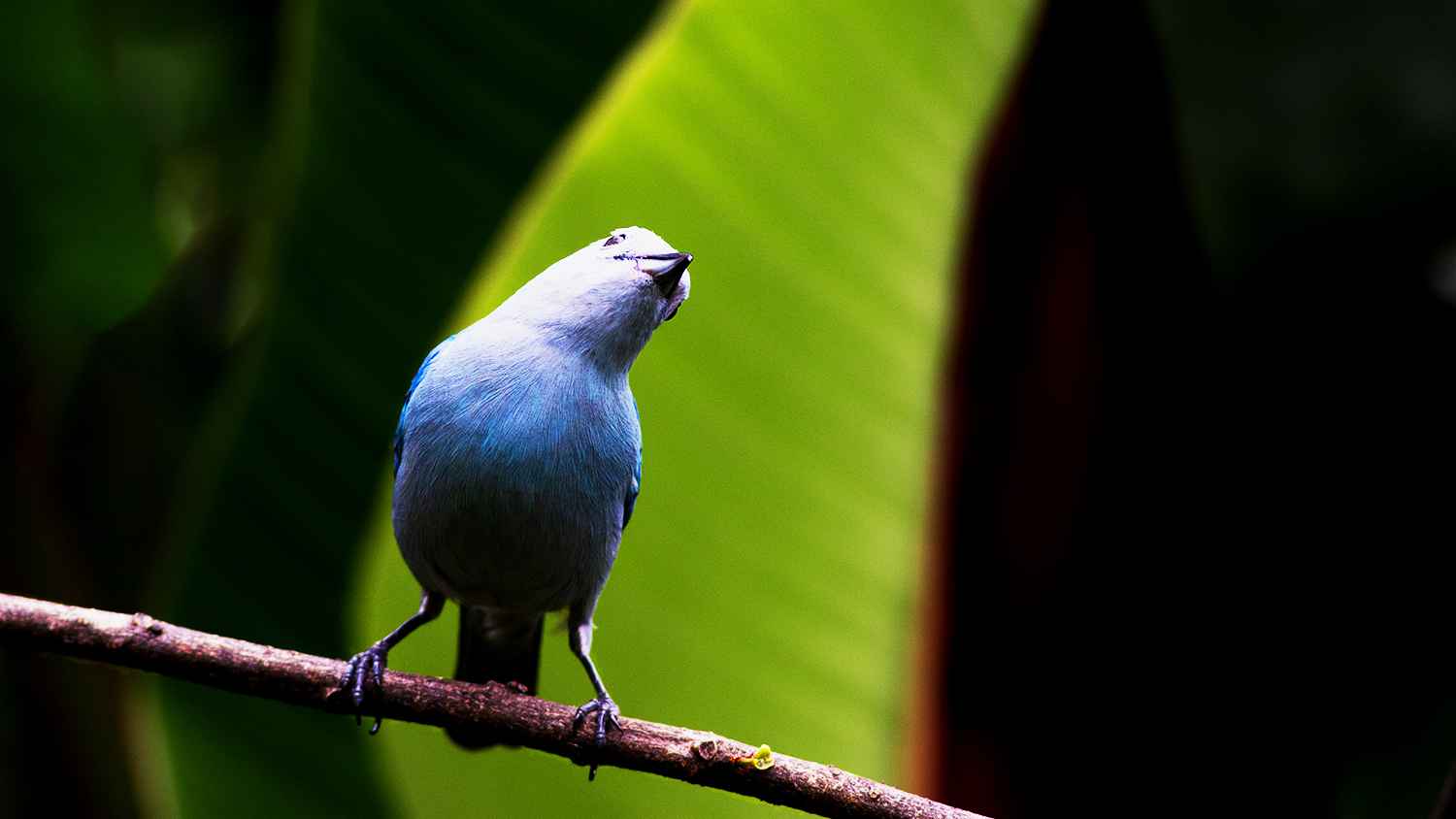 Blue-gray Tanager